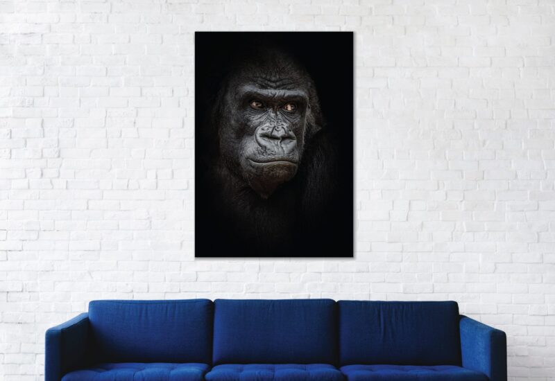 Portrait of gorilla on black background – plexiglas – aluminium – canvas - Afbeelding 2