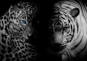 Leopard and tiger – plexiglas – aluminium – canvas