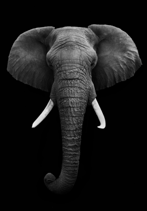 Portrait of elephant on black background - Olifant – plexiglas – aluminium – canvas