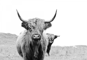 Scottish highlander – plexiglas – aluminium – canvas