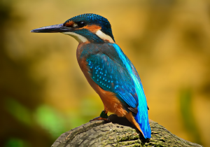 Blue kingfisher - ijsvogel – plexiglas – aluminium – canvas