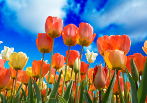 Beautiful Dutch tulips - nederlandse tulpen – plexiglas – aluminium – canvas