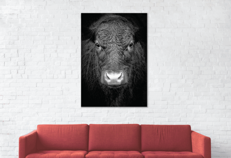 Portrait Scottish highlander – plexiglas – aluminium – canvas - Afbeelding 2