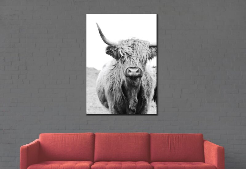 Portrait of Scottish highlander black and white – plexiglas – aluminium – canvas - Afbeelding 2