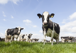 Dutch cows in the pasture – plexiglas – aluminium – canvas