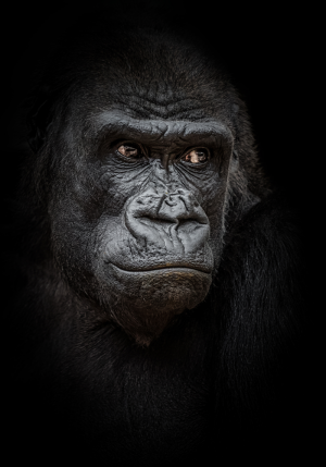Portrait of gorilla on black background – plexiglas – aluminium – canvas