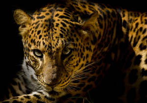 Leopard on black background – plexiglas – aluminium – canvas