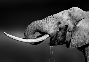 elephant drinks water - Olifant – plexiglas – aluminium – canvas
