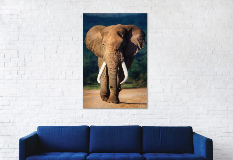 Portrait elephant color – plexiglas – aluminium – canvas - Afbeelding 2