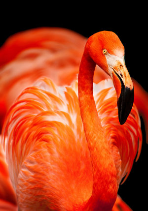Portrait of flamingo – plexiglas – aluminium – canvas