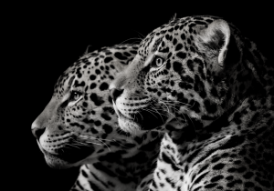 portrait of jaguar – plexiglas – aluminium – canvas