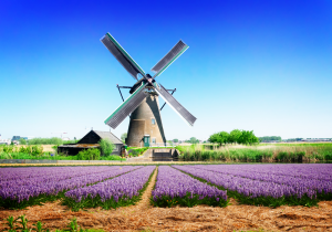 Beautiful landscape field with flowers and mill - Hollands landschap veld met bloemen – plexiglas – aluminium – canvas