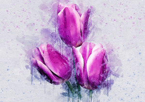 Tulips in watercolor - tulpen in waterverf – plexiglas – aluminium – canvas