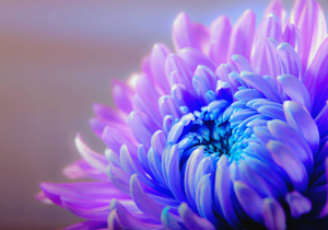 Beautiful chrysanthemum – plexiglas – aluminium – canvas