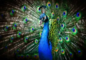 Beautiful peacock – plexiglas – aluminium – canvas
