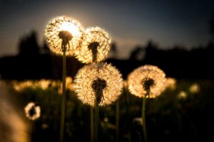 Dandelions in sunset – plexiglas – aluminium – canvas