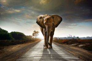 Walking elephant – plexiglas – aluminium – canvas