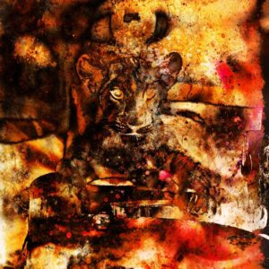 Lion cub collage – plexiglas – aluminium – canvas