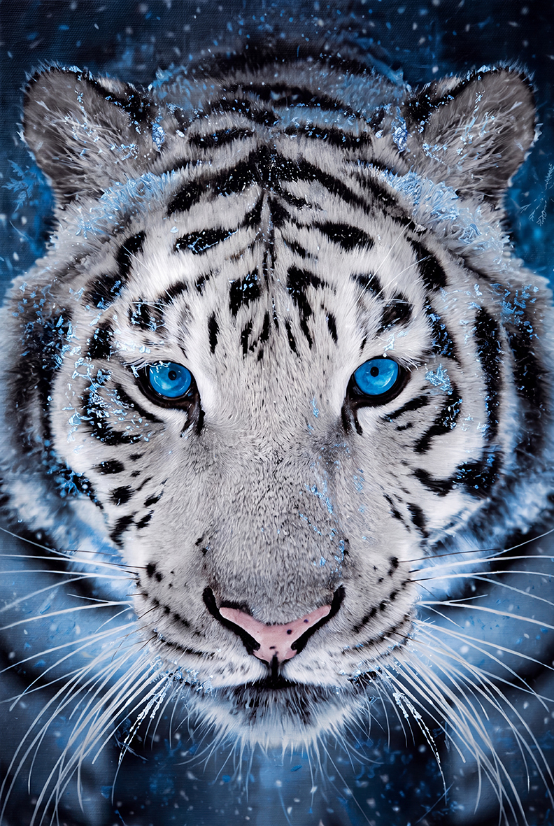 White tiger with blue eyes under snow - witte tijger sneeuw – plexiglas – aluminium – canvas