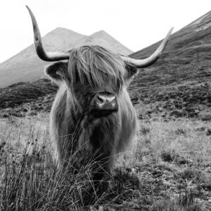 Dieren & Wildlife