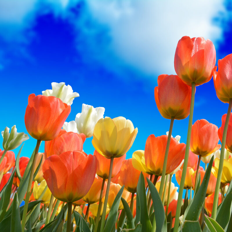 Bloemen posters