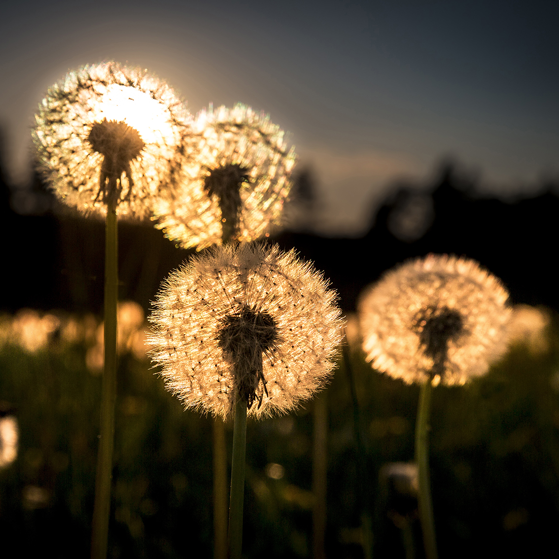 Wandkleed dandelions in sunset - Afbeelding 2