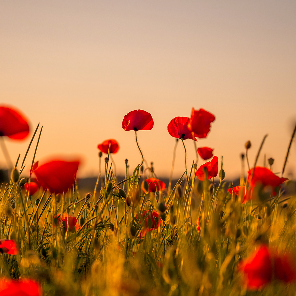 Wandkleed field of poppies - Afbeelding 2
